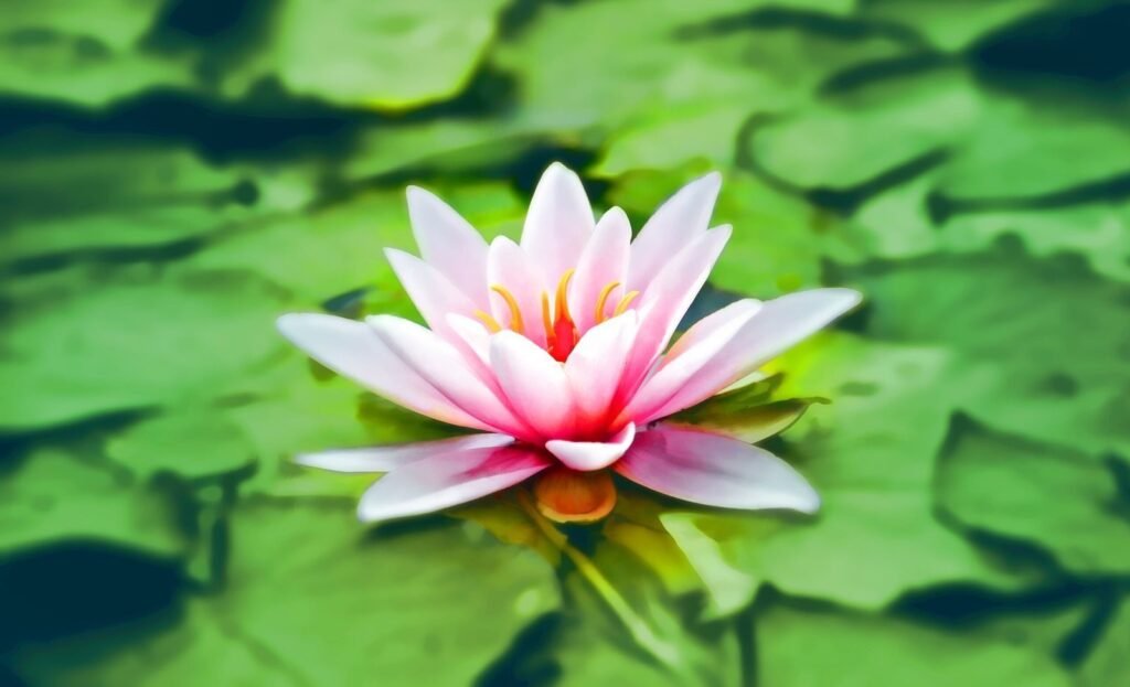 Fleur de lotus, symbole de sérénité et de lâcher-prise